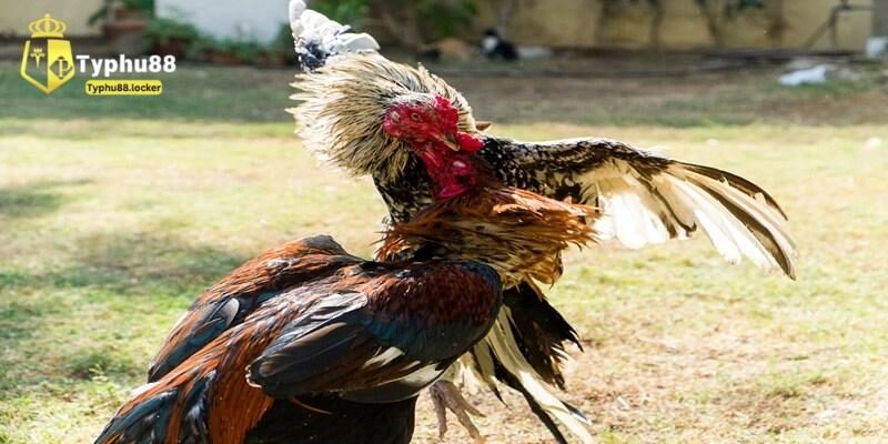 Khái niệm đá gà cựa sắt