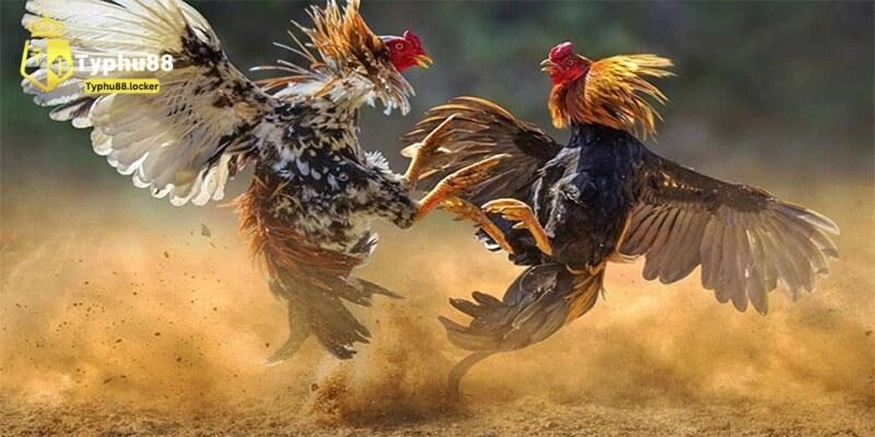 Lợi ích khi hiểu rõ cách nuôi đá gà