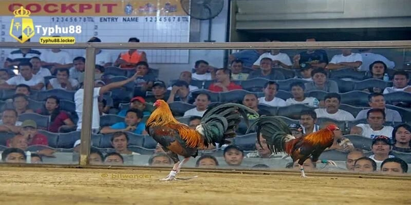 Đá gà trực tiếp đang là xu hướng mới của thị trường