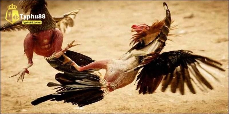 dia chi ca cuoc da ga