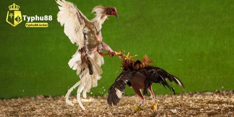 Vì sao nên tham gia đá gà Typhu88?