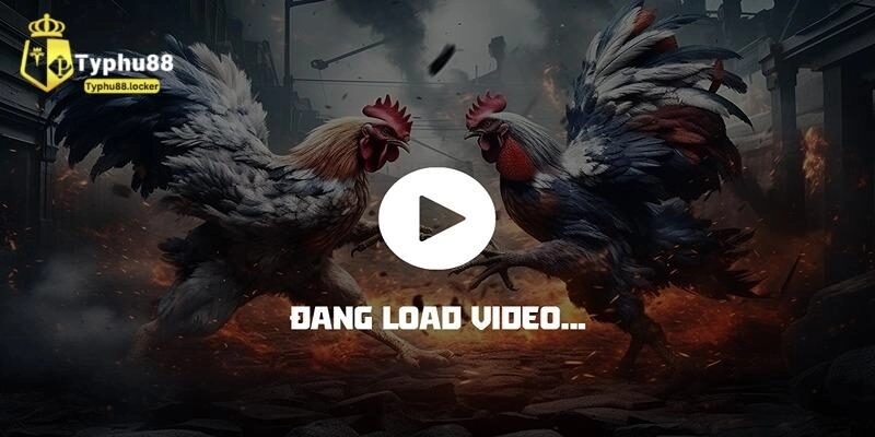 Chơi đá gà Thomo ở đâu?