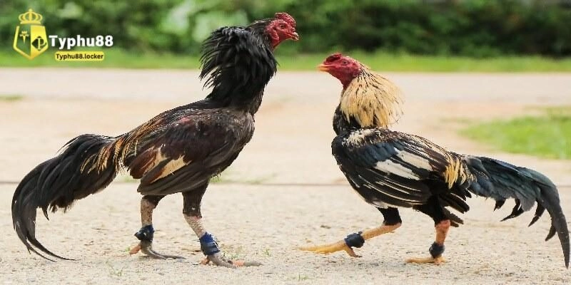 Luật đá gà cựa dao quan trọng newbie cần nhớ