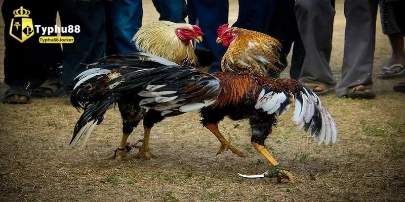 Tìm hiểu về luật đá gà cựa sắt chi tiết nhất typhu88 đang áp dụng