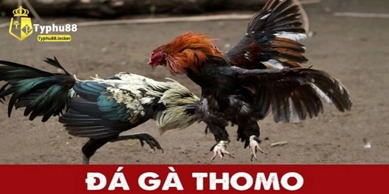 luat da ga thomo