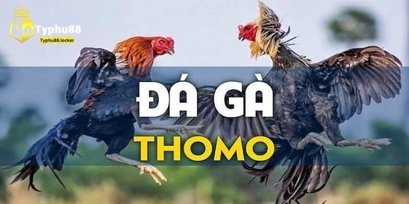 Đá gà Thomo ở đâu bảo mật tối ưu?