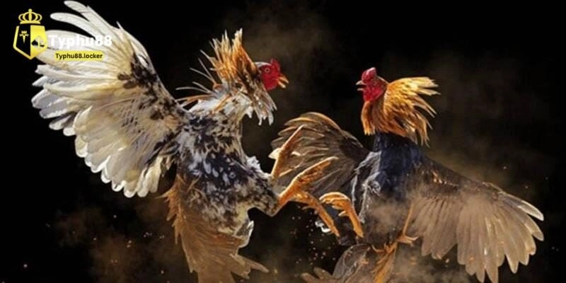 Hướng dẫn tham gia cá cược đá gà cựa dao