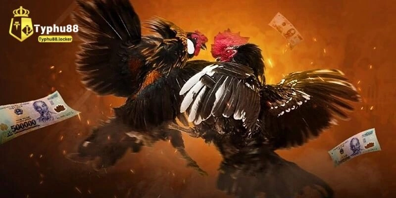 thong tin ve wala la gi trong da ga