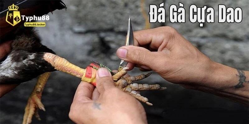 tim hieu luat da ga cua dao