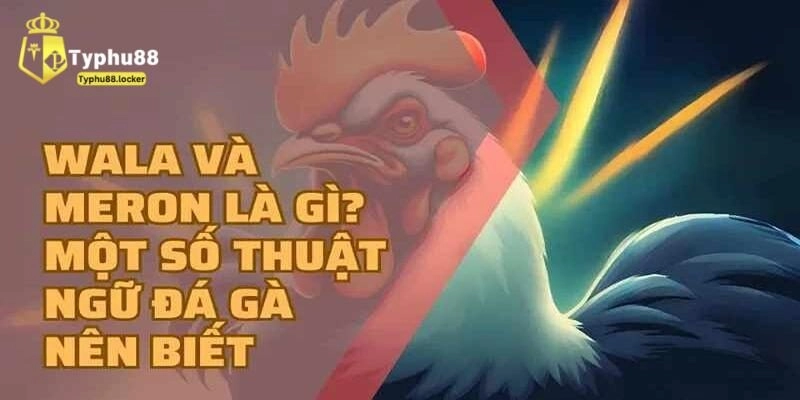 Tìm hiểu về kèo Wala là gì trong đá gà