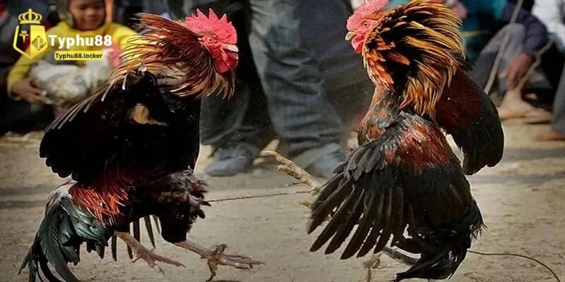 Khám phá các loại hình đá gà trực tiếp đặc sắc tại typhu88